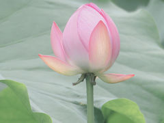 -桂湖森林公园