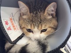 -博特宠物医院24h犬猫全科.骨科·异宠