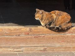 -龙华素斋(龙华路店)