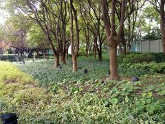 景点-北外滩滨江绿地