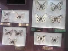 -上海昆虫博物馆