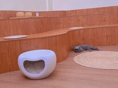 -有猫主题·治愈系猫咖(曾厝垵店)