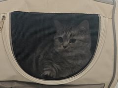 -伟伟宠物医院·CT影像中心·瑞派犬猫综合性门诊(汉口总院)