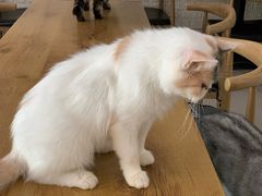 -平行世界·猫咖(首经贸店)