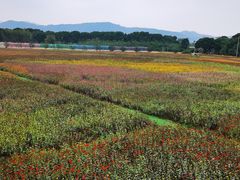 -苏州太湖西山岛开心农场