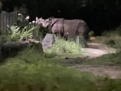 -夜间野生动物园