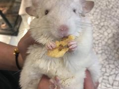 -momokira米努特·德文卷毛猫·棉花面纱犬