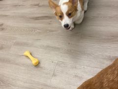 -浣熊柯尔鸭土拨鼠·电玩咖