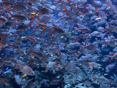 -成都浩海立方海洋公园