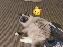 -凯瑞希宠物医院·狂犬免疫·微创·皮肤科