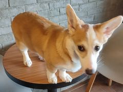 -暗黑魔法·玄灵未妖阁·塔罗·占星·心理咨询