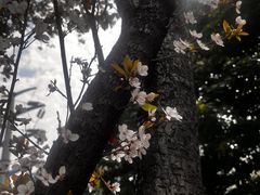 -重庆彩云湖湿地公园