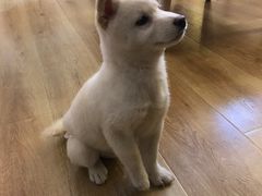 -柴犬小屋·柴餐厅·狗咖食堂(金鼎广场店)