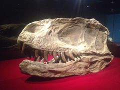 -自贡恐龙博物馆