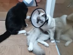 -荔康动物医院(康王北路店)