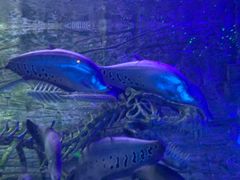 -芜湖新华联大白鲸海洋公园