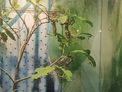 -上海大自然野生昆虫馆(东方明珠·爬宠昆虫探索中心)