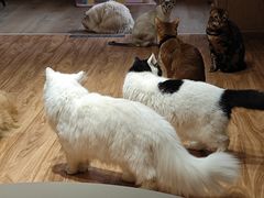 -MOCHA明星猫咖(田子坊店)