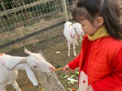 -前小桔亲子创意农场·草莓采摘·露营烧烤