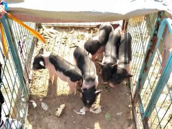 -上美四季动物农场