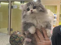 -momokira米努特·德文卷毛猫·棉花面纱犬