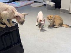 -琪喵猫屋·撸猫猫咖·猫舍