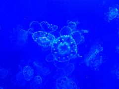 -芜湖新华联大白鲸海洋公园