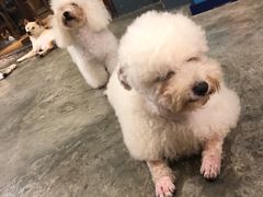 -more than meow吴止猫主题餐厅(承德 中船汇店)