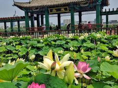 -莲花池公园