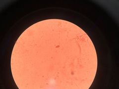 -瑞派·关忠动物医院·异宠专科·犬猫肿瘤·皮肤专科(望京店)