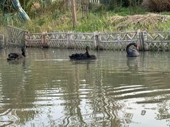 -东平国家森林公园