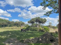 -奥兰多迪士尼动物王国乐园