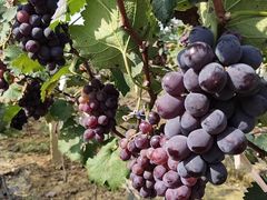 -南门山森林公园阳光生态葡萄园