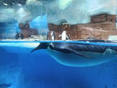 -海合安成都极地海洋公园