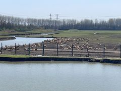 -溱湖国家湿地公园