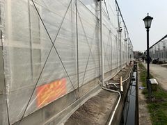 -喜杨洋草莓采摘园