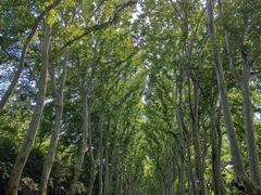 -应天大明王朝·南京菜(中山陵店)