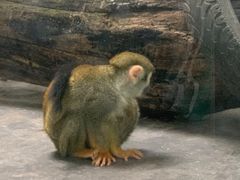 -西安秦岭野生动物园