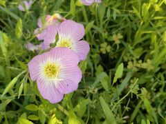 -贡湖湾湿地公园