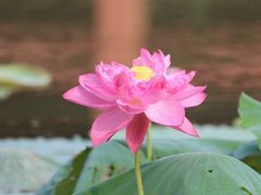 -黄兴公园