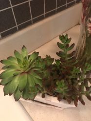 -本真坊美容美体沙龙