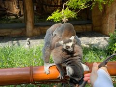 -北京野生动物园