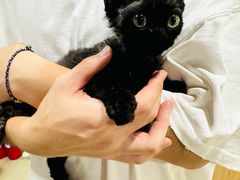 -70cat德文卷毛猫·缅因猫纯种猫舍