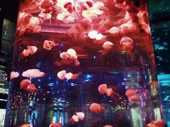 -石家庄海洋公园