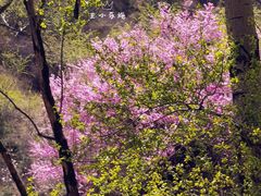 -雁门关景区