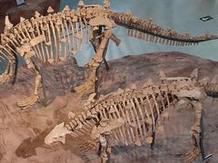 -安徽省地质博物馆