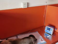 -瑞派福兴宠物医院犬猫全科·骨科·中西医结合(河东店)