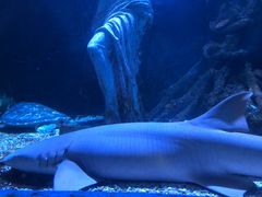 -太平洋海底世界博览馆·展览厅