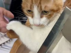 -嘉馨宠物医院·CT影像转诊·心脏科·犬猫全科诊疗中心(下沙大学城院区)