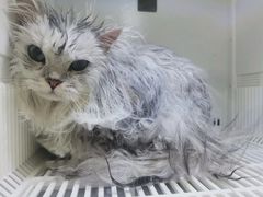 -山宅一喵德文卷毛猫舍